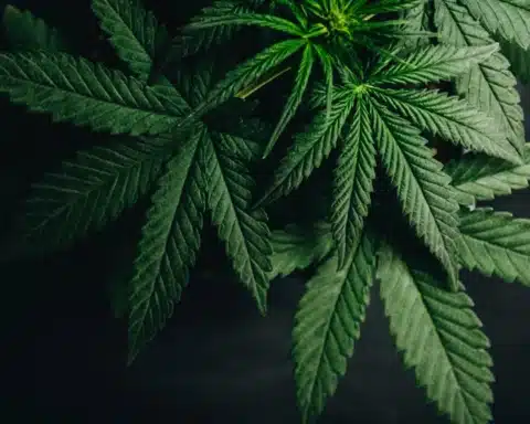 Cannabis Leaves - Marijuana Reclassification