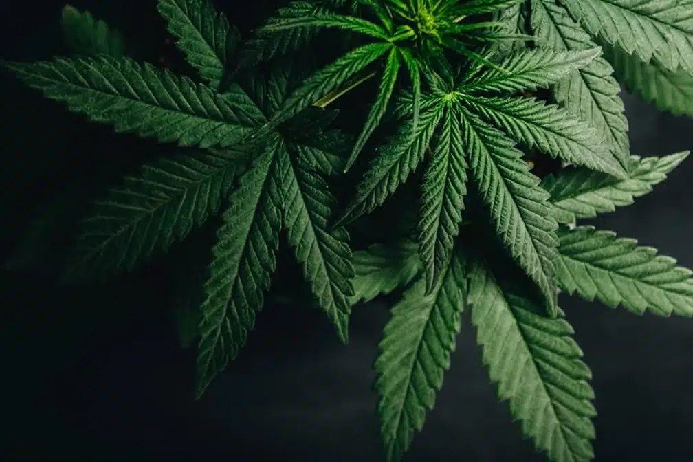 Cannabis Leaves - Marijuana Reclassification